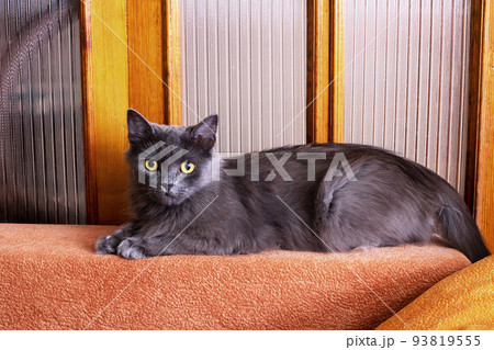 A gray cat lies on the couch and watches A gray cat lies on the couch and watches 93819555