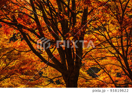 晩秋の燃えるような紅葉 晩秋の燃えるような紅葉 93819622