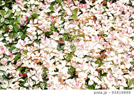 はつゆきかずら（初雪葛） 93819899