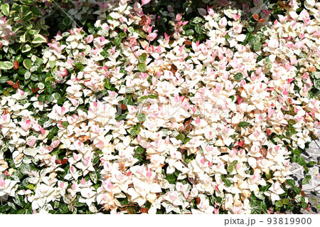 はつゆきかずら（初雪葛） 93819900