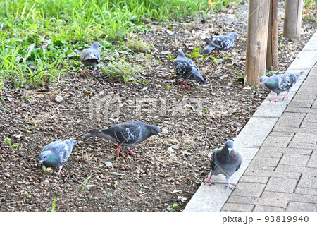 ドバト（土鳩） 93819940