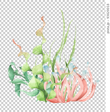 Seaweeds. Underwater ocean plants, sea coral elements. Watercolor illustration. 93820018