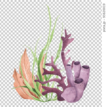 Seaweeds. Underwater ocean plants, sea coral elements. Watercolor illustration. Seaweeds. Underwater ocean plants, sea coral elements. Watercolor illustration. 93820019