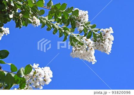 シロバナサルスベリ(白花百日紅) シロバナサルスベリ(白花百日紅) 93820096