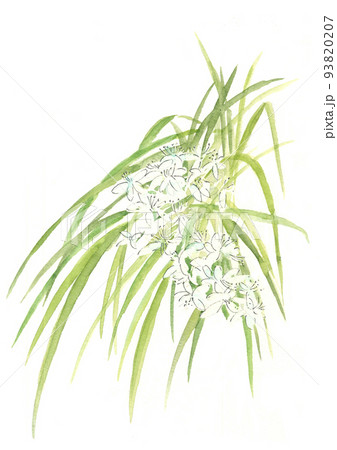 水彩で描いた野生のノシラン のイラスト 白バック 93820207