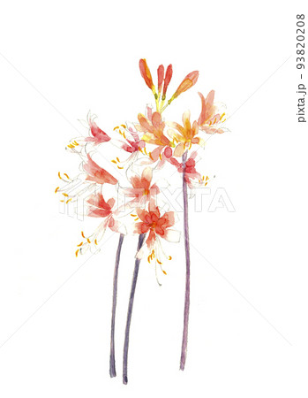 水彩で描いた 野に咲くノカンゾウの花 野萱草 山野草 白バック 水彩で描いた 野に咲くノカンゾウの花 野萱草 山野草 白バック 93820208