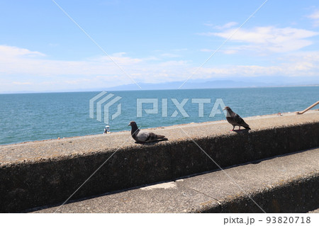 2匹の鳩と駿河湾 2匹の鳩と駿河湾 93820718