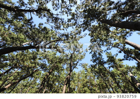 松林から見上げた青空 松林から見上げた青空 93820759