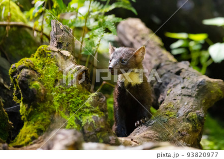 Wild european pine marten standing at the virgin forest floor 93820977