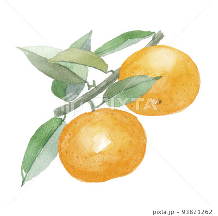 温州みかん　枝付き 93821262