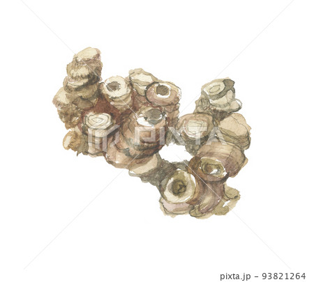 センキュウ　川芎　根 93821264