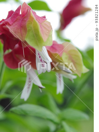 コエビソウ 93821284