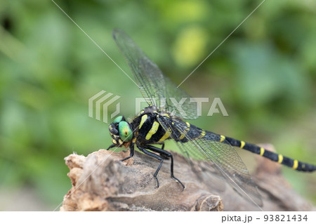 木に止まるオニヤンマ 93821434