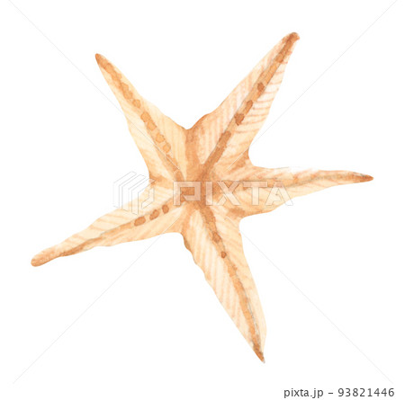 seashell. Watercolor illustration. 93821446