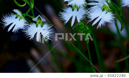 清楚で美しいサギソウ 93822280