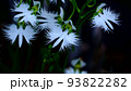 清楚で美しいサギソウ 93822282