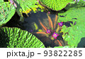 水中に咲く神秘的なオニバスの花 93822285