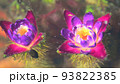 水中に咲く神秘的なオニバスの花　ゲンゴロウ 93822385