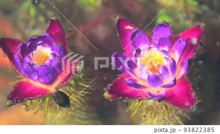 水中に咲く神秘的なオニバスの花 ゲンゴロウ 水中に咲く神秘的なオニバスの花 ゲンゴロウ 93822385