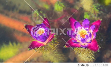 水中に咲く神秘的なオニバスの花 水中に咲く神秘的なオニバスの花 93822386