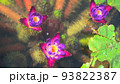 水中に咲く神秘的なオニバスの花 93822387
