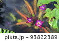 水中に咲く神秘的なオニバスの花 93822389