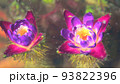 水中に咲く神秘的なオニバスの花 93822396