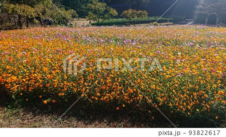 日本昭和村 コスモス畑 日本昭和村 コスモス畑 93822617