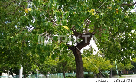 検見川浜へ向かう散歩道の南京櫨の未熟な実 93822702