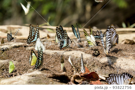 Close-up and horizontal view of many beautiful butterflies on the rocks. Close-up and horizontal view of many beautiful butterflies on the rocks. 93822756