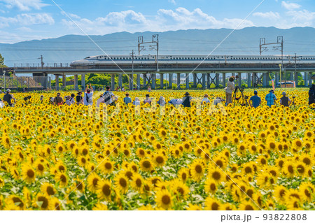 大垣ひまわり畑、満開のひまわりと新幹線と大勢のカメラマン〈岐阜県大垣市〉 93822808