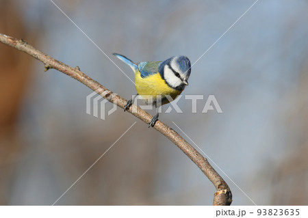 Bold blue tit 93823635