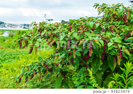 河原のヤマゴボウ 夏 河原のヤマゴボウ 夏 93823979