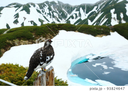 立山　室堂平の雷鳥 93824647