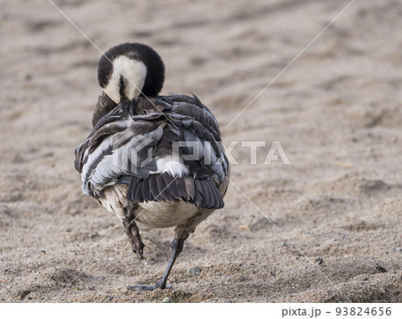 Close up of a barnacle goose, Branta leucopsis standing in the sand and preening her wings on a summer sunny day 93824656