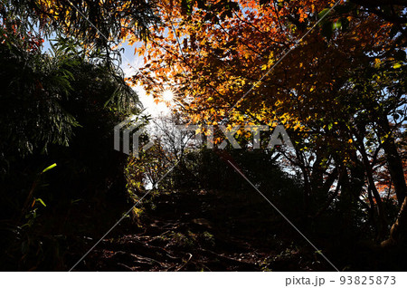 氷ノ山の紅葉 氷ノ山の紅葉 93825873