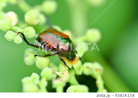 マメコガネ 93826158