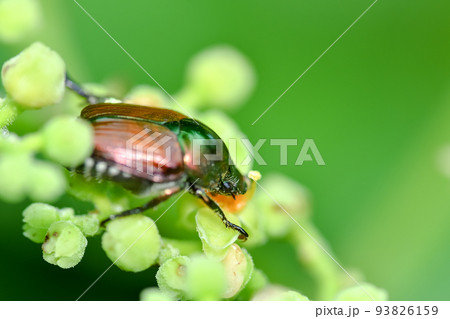 マメコガネ 93826159