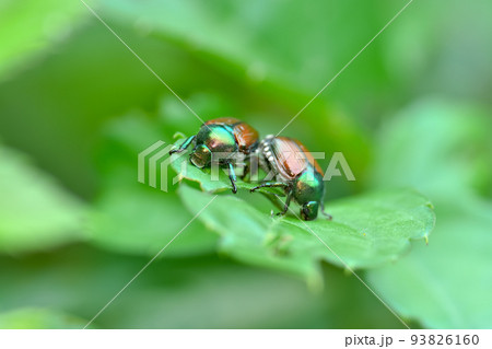 マメコガネ 93826160