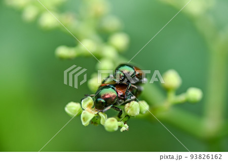 マメコガネ 93826162