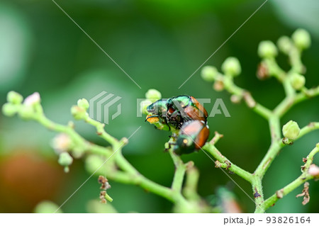 マメコガネ 93826164