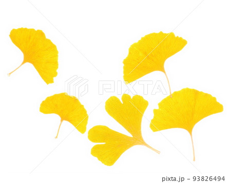 イラスト風 葉っぱ イラスト風 葉っぱ 93826494