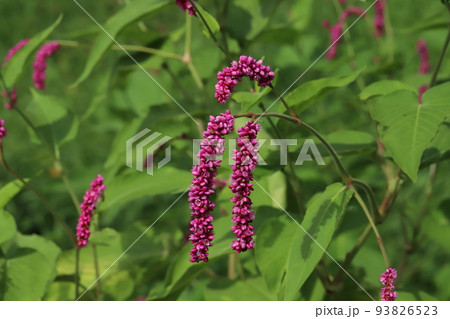 秋の日本の公園に咲くオオケタデの赤紫色の花 93826523
