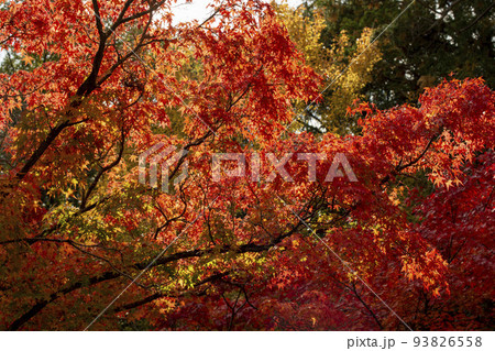 真っ赤な紅葉 93826558