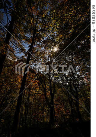 氷ノ山の紅葉 93826598