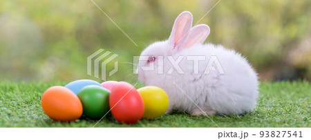 Adorable and cute new born rabbit. Adorable and cute new born rabbit. 93827541