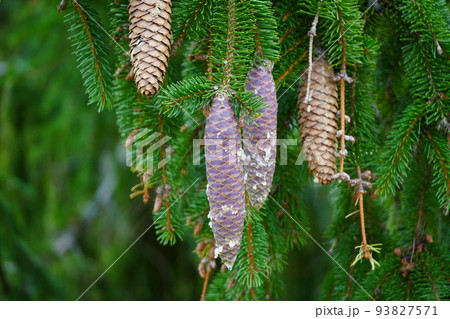 ドイツトウヒの松ぼっくり 93827571