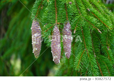 ドイツトウヒの松ぼっくり 93827572