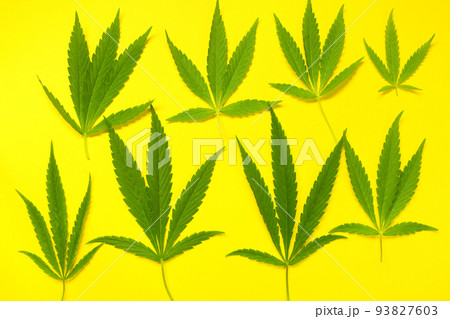 Close up fresh cannabis leaves on a yellow background 93827603