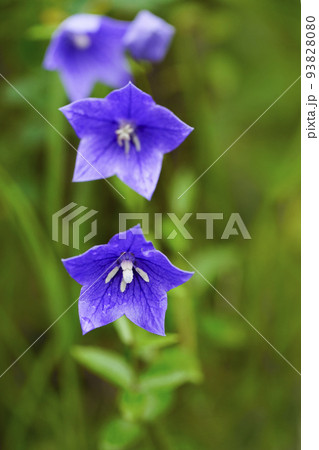 深入山山麓に咲く鮮やかな桔梗 93828080